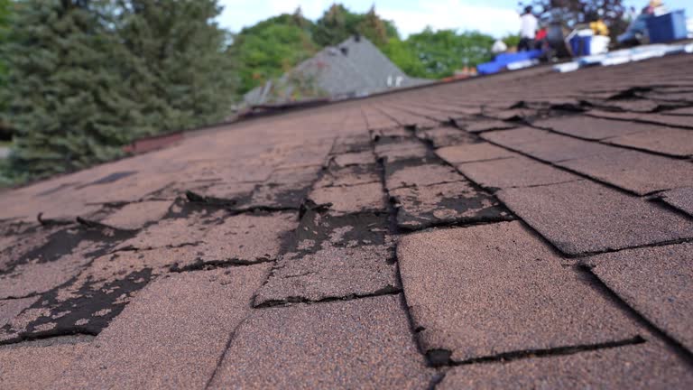Best Asphalt Shingle Roofing  in Grant, MN